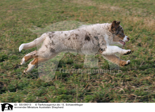 rennender Miniature Australian Shepherd / running Miniature Australian Shepherd / SS-08013