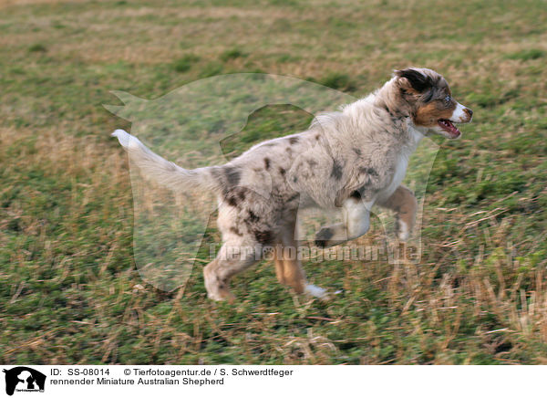 rennender Miniature Australian Shepherd / SS-08014