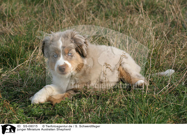 junger Miniature Australian Shepherd / SS-08015