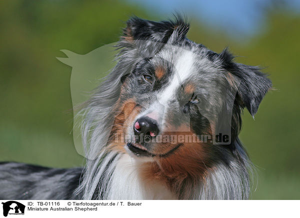 Miniature Australian Shepherd / Miniature Australian Shepherd / TB-01116