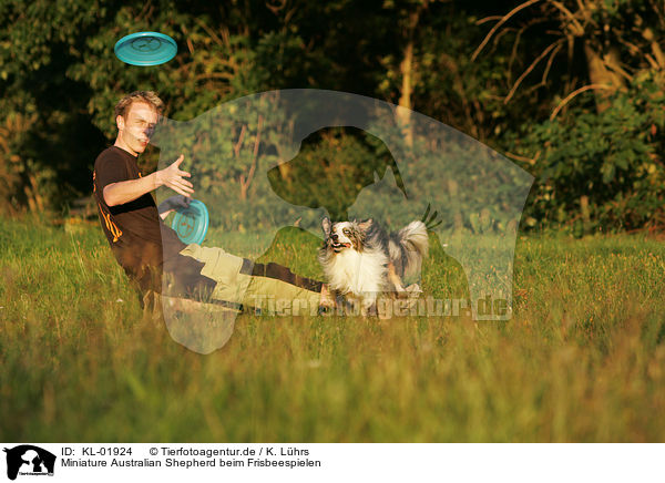 Miniature Australian Shepherd beim Frisbeespielen / KL-01924