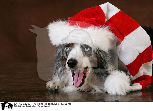 Miniature Australian Shepherd / Miniature Australian Shepherd / KL-02202