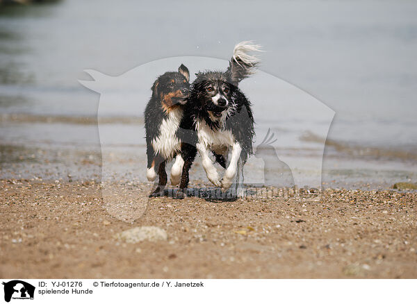 spielende Hunde / playing dogs / YJ-01276