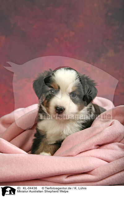 Miniatur Australian Shepherd Welpe / Miniature Australian Shepherd Puppy / KL-04436
