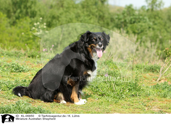 Miniature Australian Shepherd / Miniature Australian Shepherd / KL-06850