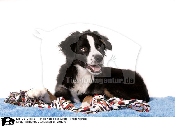 junger Miniature Australian Shepherd / young Miniature Australian Shepherd / BS-04613