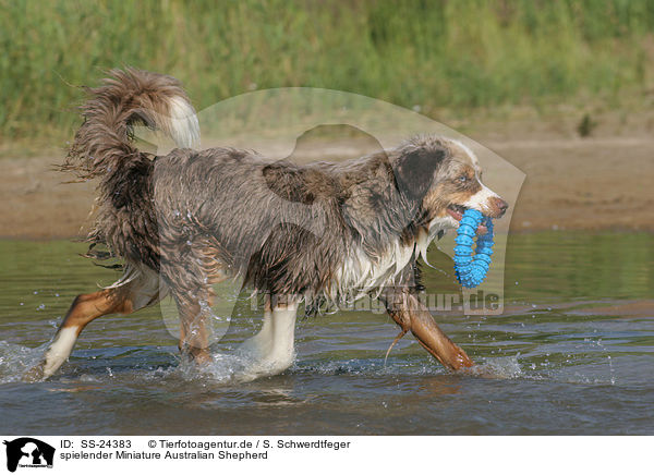 spielender Miniature Australian Shepherd / playing Miniature Australian Shepherd / SS-24383