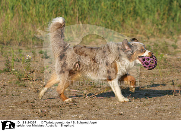 spielender Miniature Australian Shepherd / playing Miniature Australian Shepherd / SS-24397