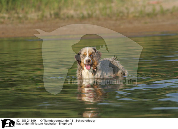 badender Miniature Australian Shepherd / bathing Miniature Australian Shepherd / SS-24399