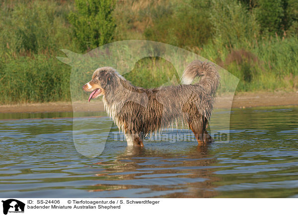 badender Miniature Australian Shepherd / bathing Miniature Australian Shepherd / SS-24406