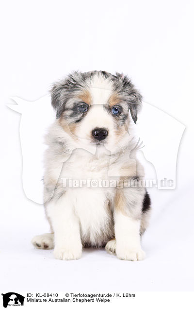 Miniature Australian Shepherd Welpe / KL-08410
