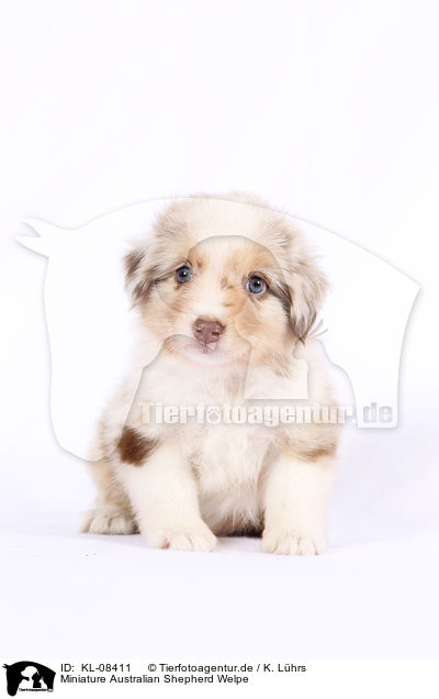 Miniature Australian Shepherd Welpe / KL-08411