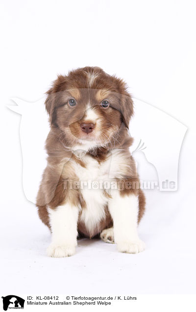 Miniature Australian Shepherd Welpe / KL-08412