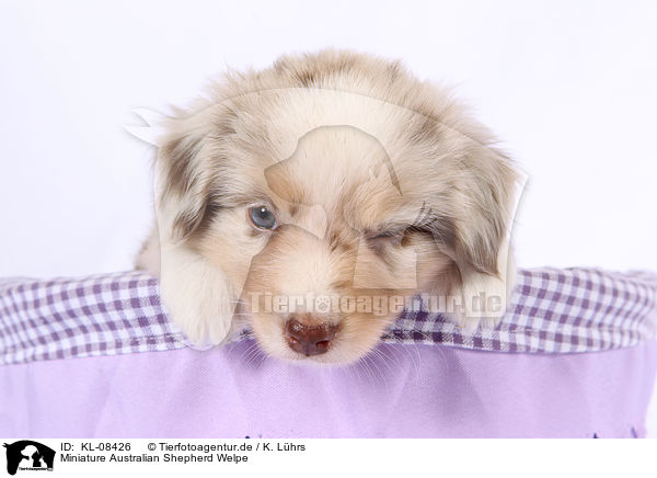 Miniature Australian Shepherd Welpe / KL-08426