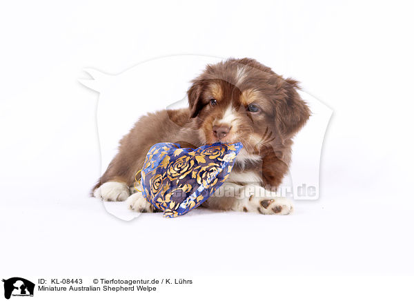 Miniature Australian Shepherd Welpe / KL-08443