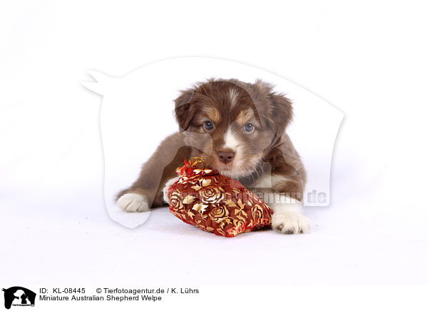 Miniature Australian Shepherd Welpe / KL-08445