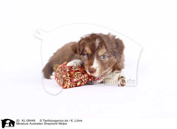 Miniature Australian Shepherd Welpe / Miniature Australian Shepherd Puppy / KL-08446