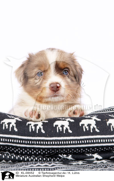 Miniature Australian Shepherd Welpe / KL-08452