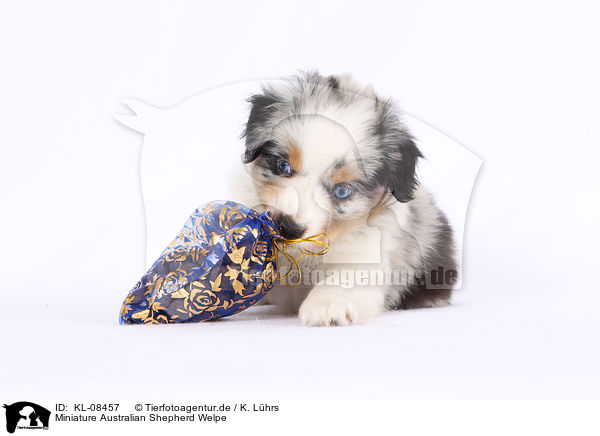 Miniature Australian Shepherd Welpe / Miniature Australian Shepherd Puppy / KL-08457