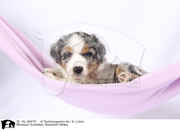 Miniature Australian Shepherd Welpe / KL-08475