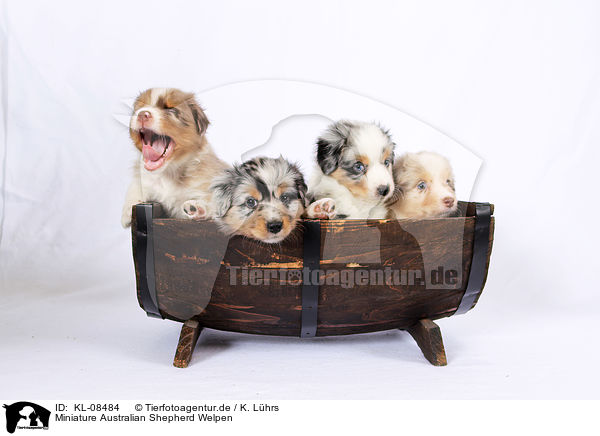 Miniature Australian Shepherd Welpen / Miniature Australian Shepherd Puppies / KL-08484