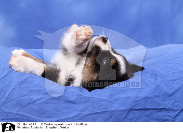 Miniature Australian Shepherd Welpe / JH-14343