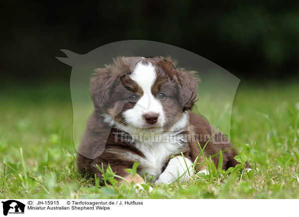Miniatur Australian Shepherd Welpe / JH-15915