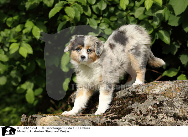 Miniatur Australian Shepherd Welpe / JH-15924