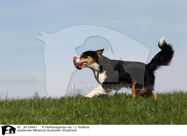 spielender Miniature Australian Shepherd / playing Miniature Australian Shepherd / JH-18941