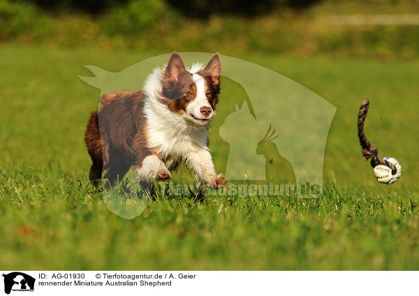 rennender Miniature Australian Shepherd / running Miniature Australian Shepherd / AG-01930
