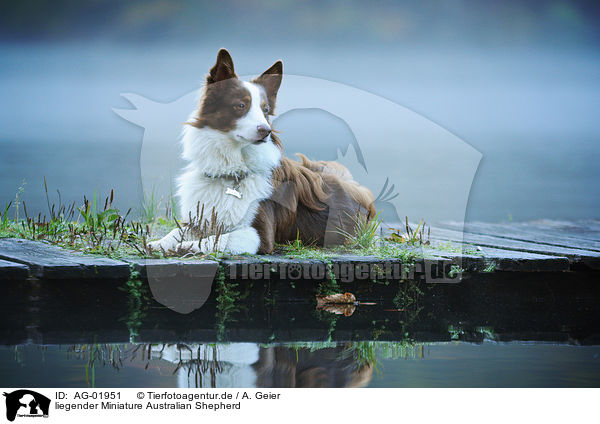 liegender Miniature Australian Shepherd / lying Miniature Australian Shepherd / AG-01951