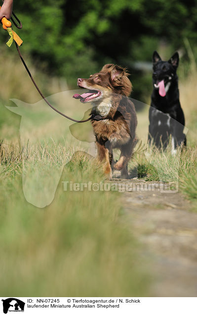 laufender Miniature Australian Shepherd / walking Miniature Australian Shepherd / NN-07245