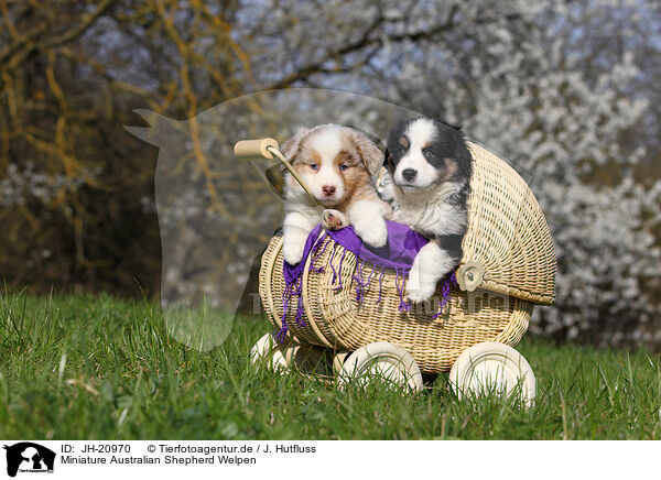 Miniature Australian Shepherd Welpen / JH-20970