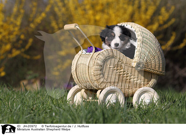 Miniature Australian Shepherd Welpe / JH-20972