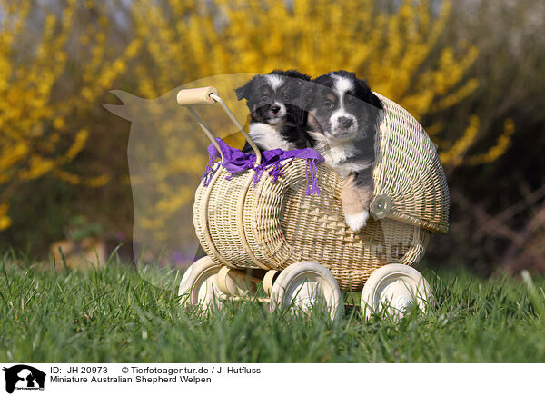 Miniature Australian Shepherd Welpen / JH-20973