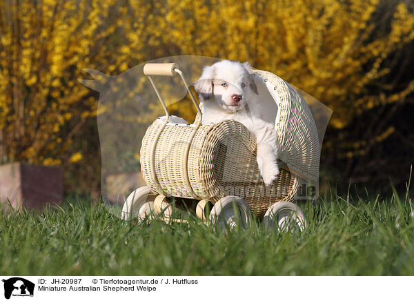 Miniature Australian Shepherd Welpe / JH-20987
