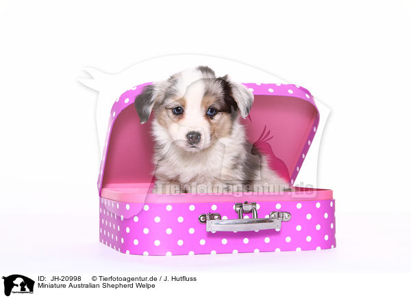 Miniature Australian Shepherd Welpe / JH-20998