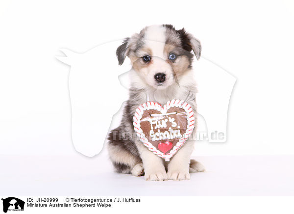 Miniature Australian Shepherd Welpe / JH-20999