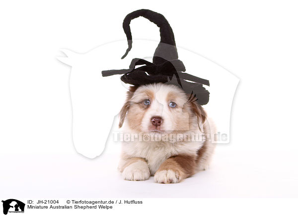 Miniature Australian Shepherd Welpe / JH-21004