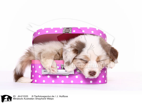 Miniature Australian Shepherd Welpe / JH-21020
