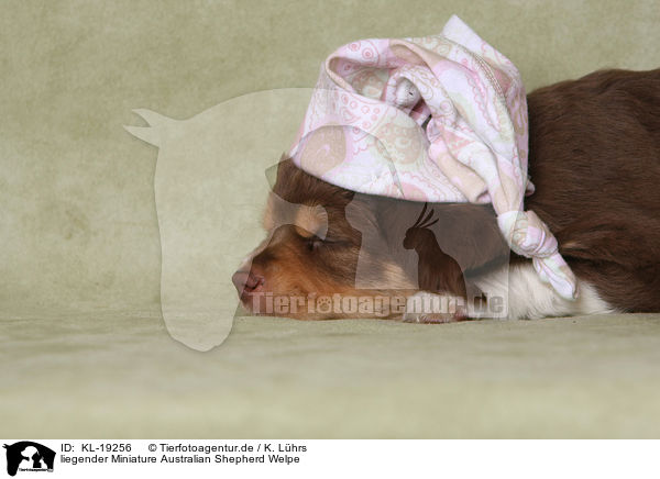 liegender Miniature Australian Shepherd Welpe / KL-19256