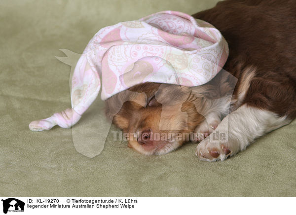 liegender Miniature Australian Shepherd Welpe / lying Miniature Australian Shepherd Puppy / KL-19270