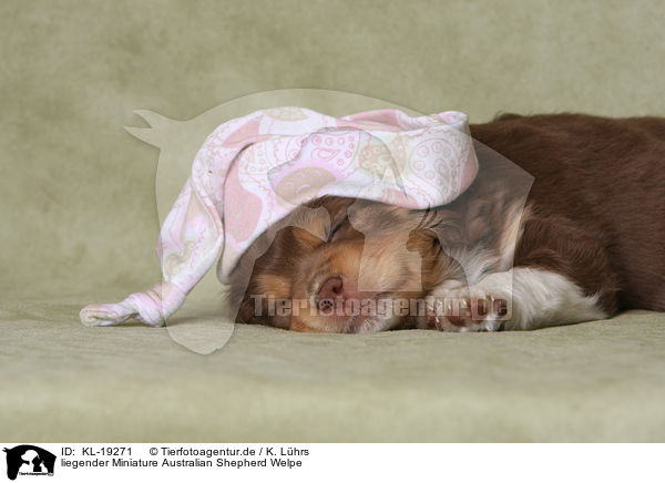 liegender Miniature Australian Shepherd Welpe / lying Miniature Australian Shepherd Puppy / KL-19271