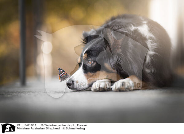 Miniature Australian Shepherd mit Schmetterling / Miniature Australian Shepherd with butterfly / LF-01001