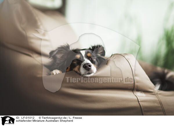 schlafender Miniature Australian Shepherd / sleeping Miniature Australian Shepherd / LF-01012