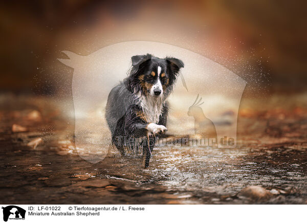Miniature Australian Shepherd / Miniature Australian Shepherd / LF-01022