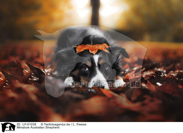 Miniature Australian Shepherd / LF-01038