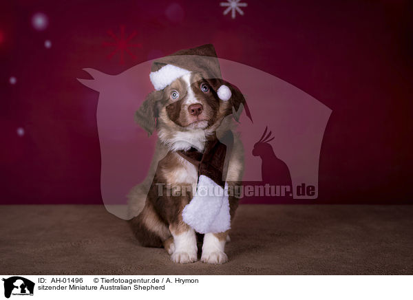 sitzender Miniature Australian Shepherd / AH-01496