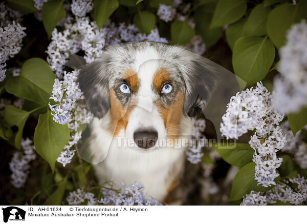 Miniature Australian Shepherd Portrait / Miniature Australian Shepherd portrait / AH-01634
