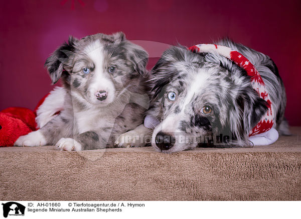 liegende Miniature Australian Shepherds / lying Miniature Australian Shepherds / AH-01660